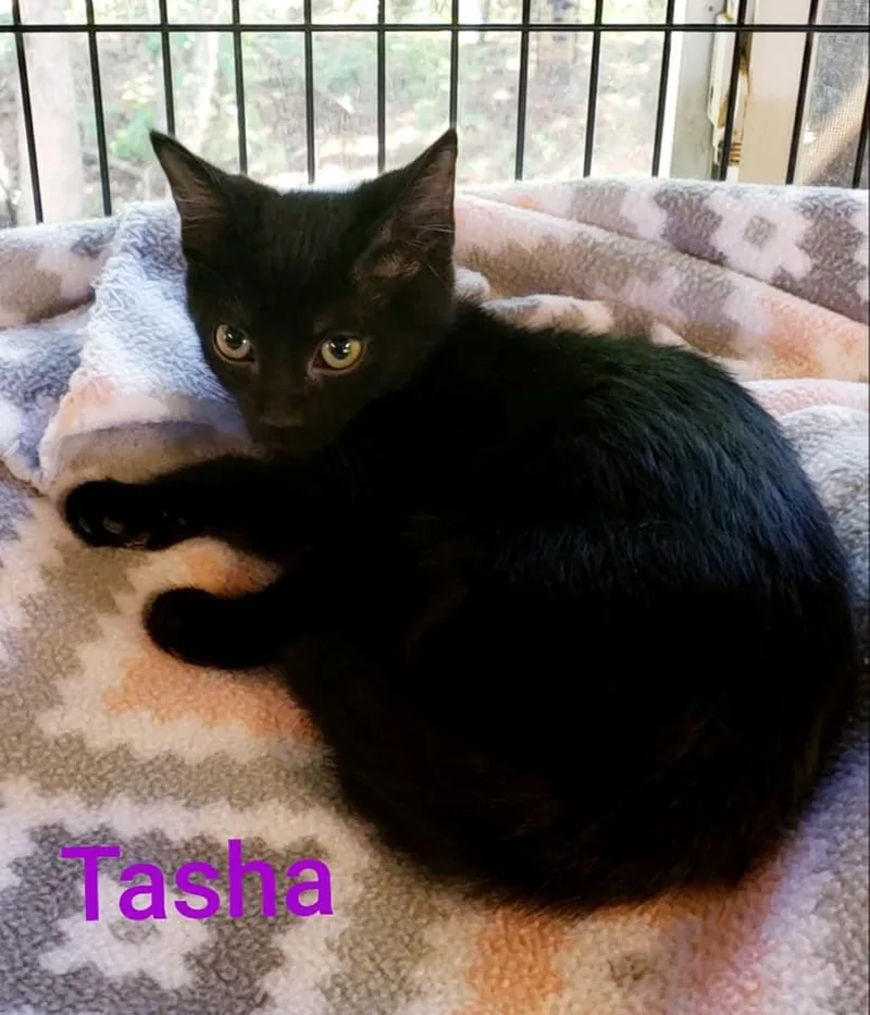 Tasha
