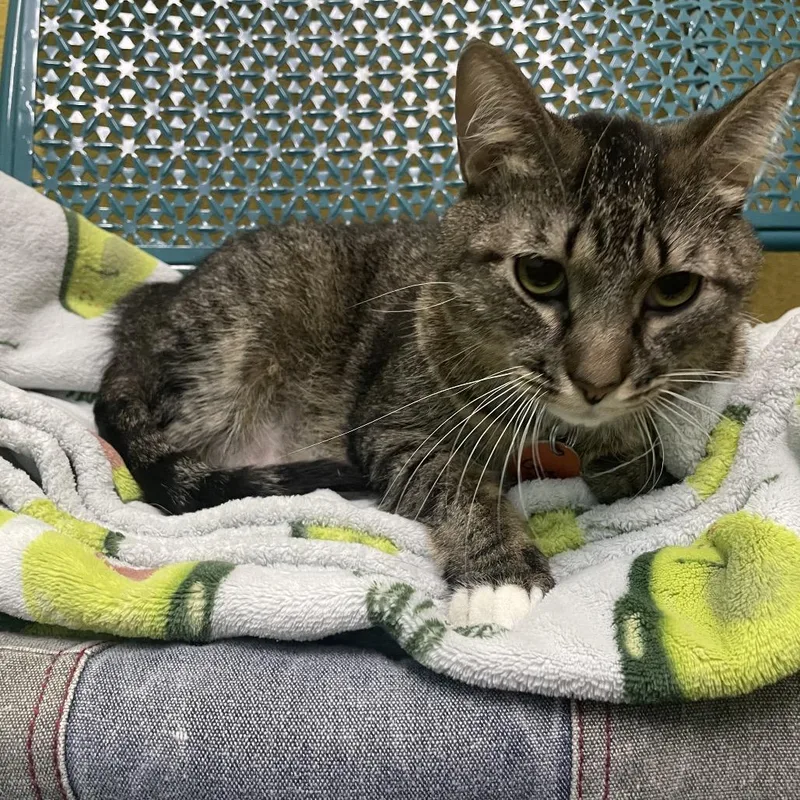 An adult small-sized male Brown / Chocolate Domestic Short Hair cat named Gus Gus for adoption in Springfield, MO