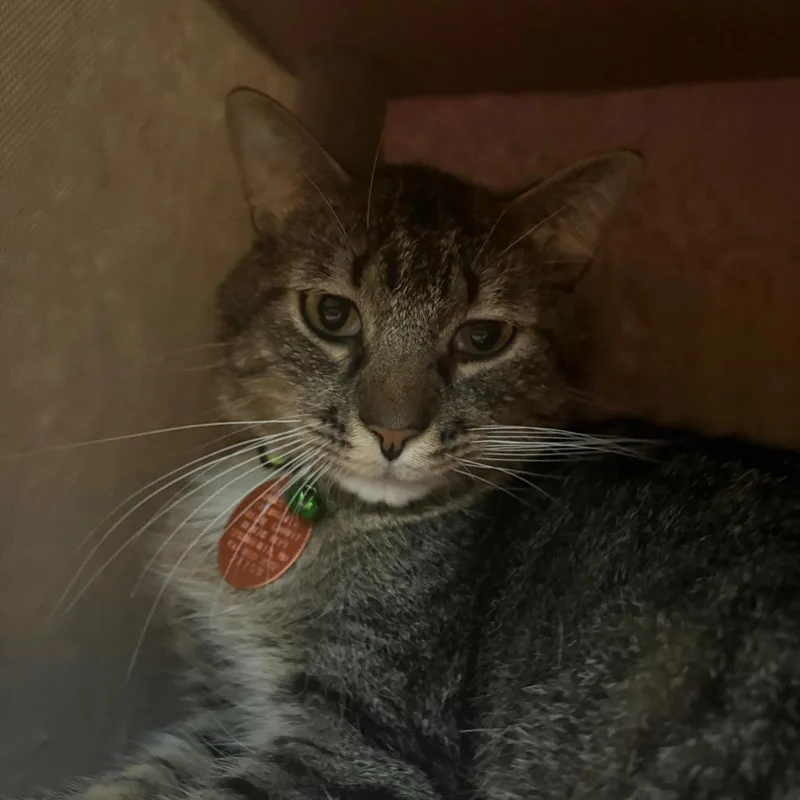 Gus Gus thumbnail 2