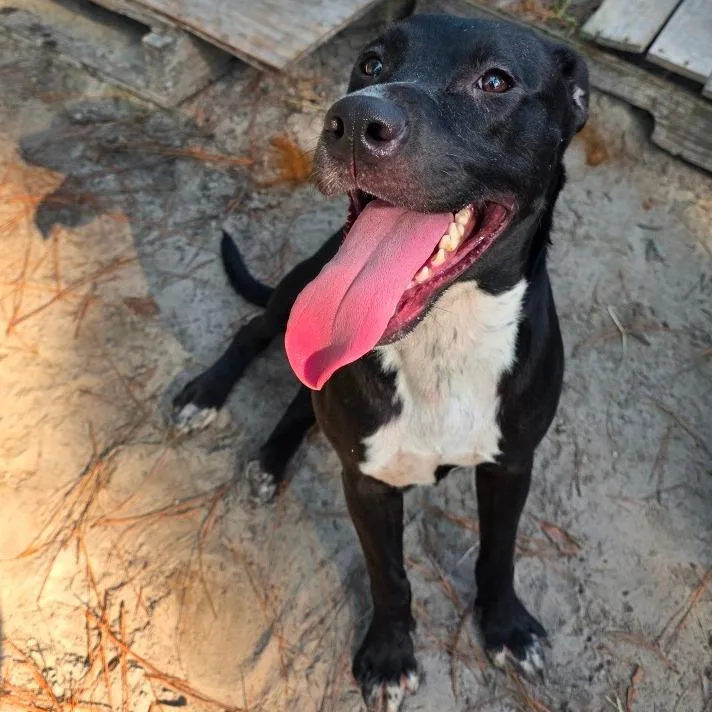 A young medium-sized female Black Labrador Retriever dog named Flopsy for adoption in Valdosta , GA