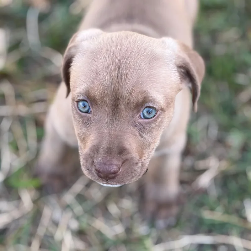 Cherry Chip thumbnail 2