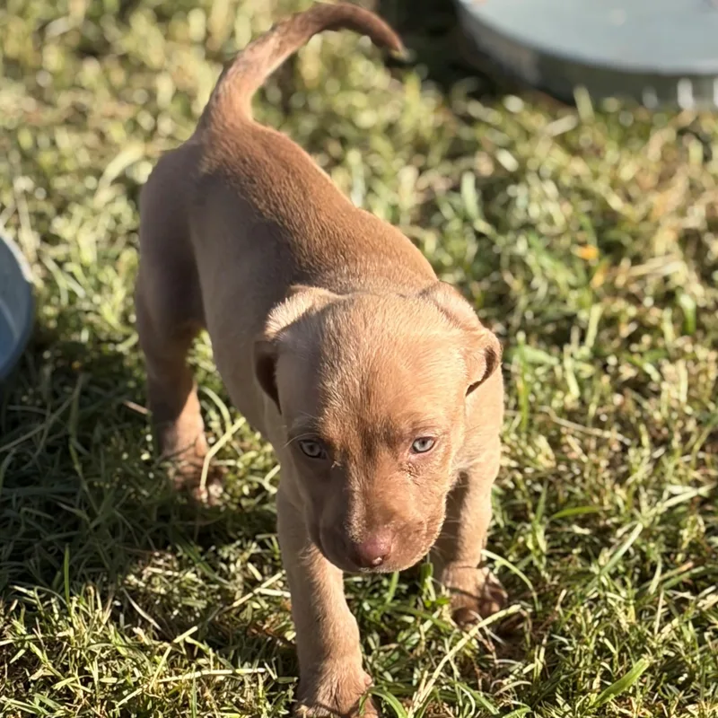 Cherry Chip thumbnail 3