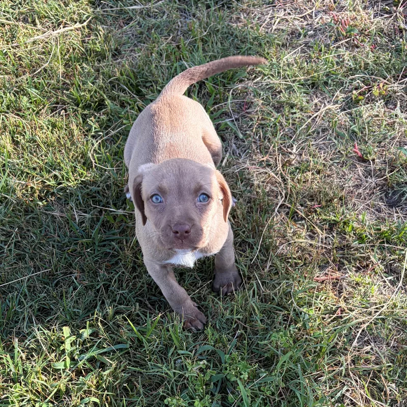 A baby medium-sized female Apricot / Beige Chocolate Labrador Retriever dog named Cherry Chip for adoption in Zephyrhills, FL