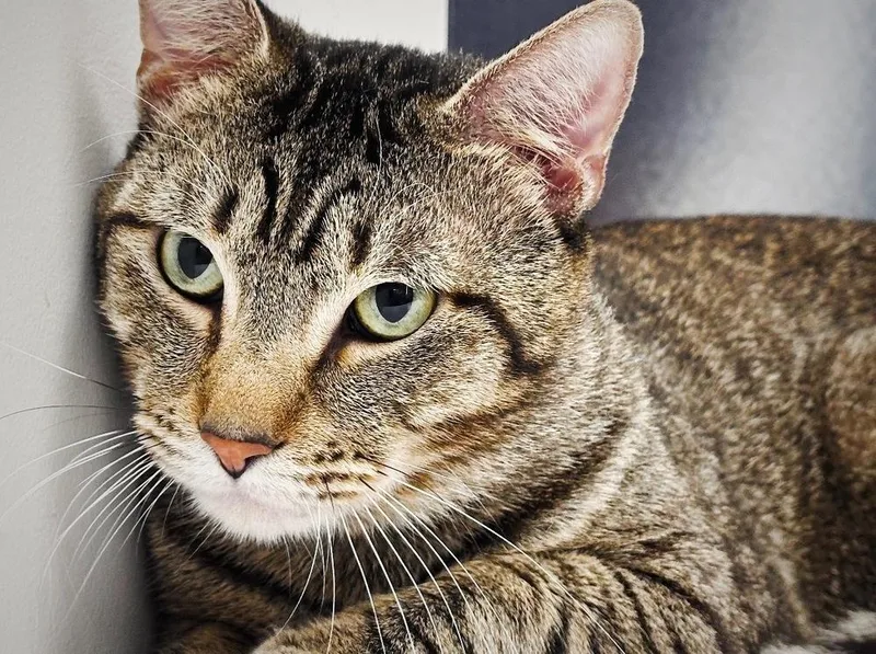 An adult large-sized male Brown / Chocolate Domestic Short Hair cat named Liam for adoption in Deltona, FL