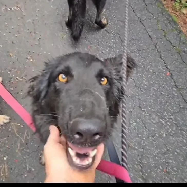 An adult large-sized female German Shepherd Dog dog named Delphine for adoption in Stephens City, VA