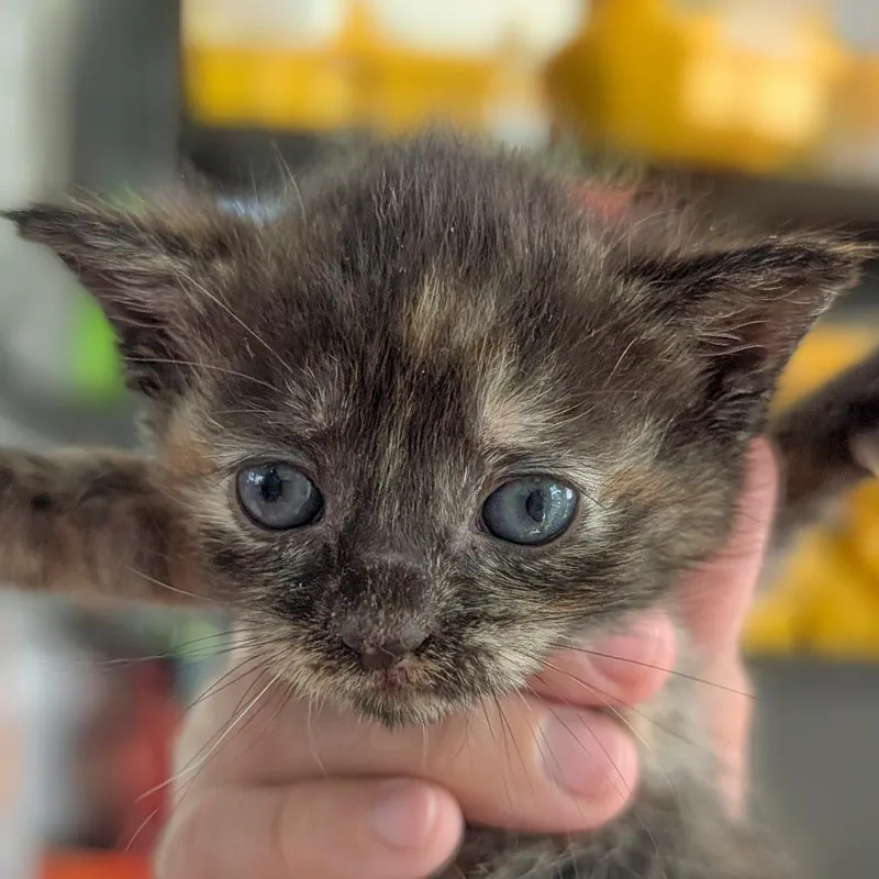 A baby small-sized female Black Domestic Short Hair cat named Trapeze for adoption in Chapel Hill, NC