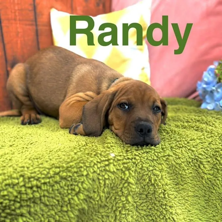 A baby small-sized male Brown / Chocolate Mixed Breed dog named Randy for adoption in Lebanon, MO