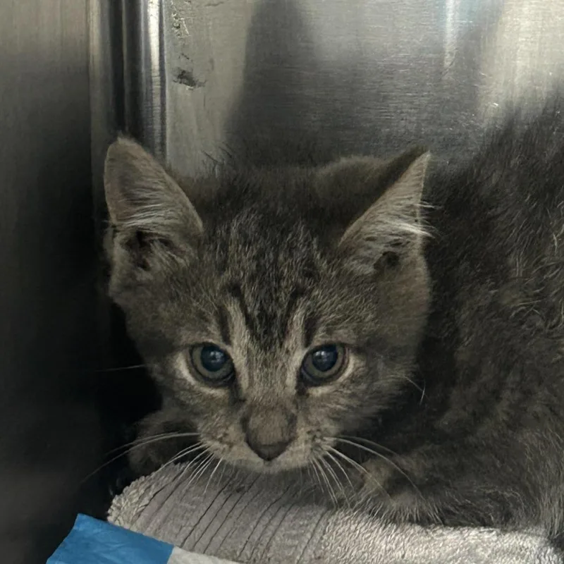 A baby small-sized female Gray / Blue / Silver Domestic Short Hair cat named Charolette for adoption in Newark, NJ