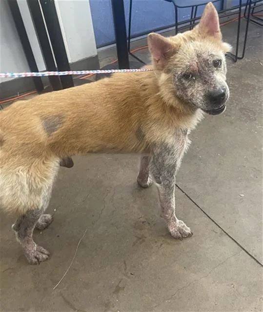 An adult medium-sized male Mixed Breed dog named Hudson for adoption in Dallas, TX