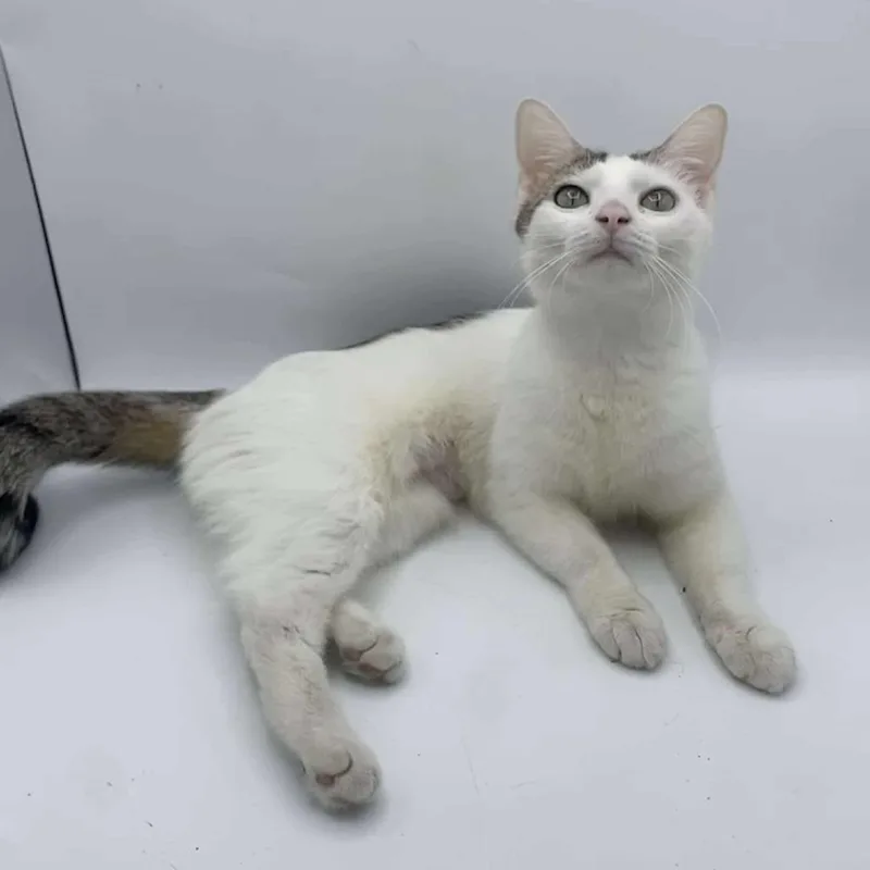 An adult small-sized female White Domestic Short Hair cat named Ban Zhao for adoption in Plainfield, IL