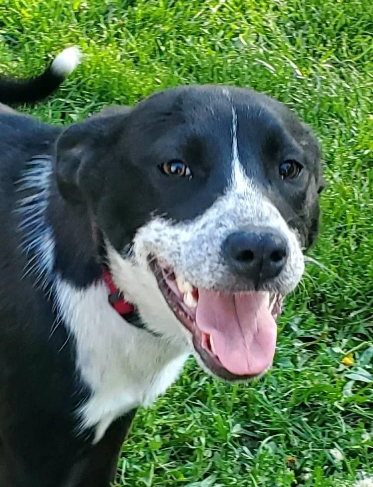A young medium-sized female Labrador Retriever dog named Poppy for adoption in Lewiston, ID