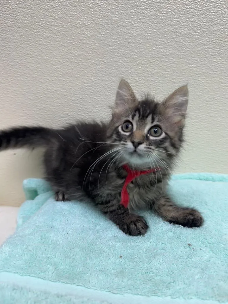 A baby small-sized female Domestic Medium Hair cat named Sourdough for adoption in Shorewood, IL