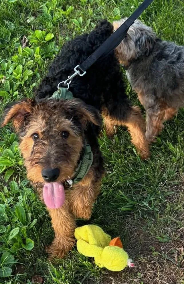 A young medium-sized male Tricolor (Brown, Black, & White) Airedale Terrier dog named Humphrey Bogart for adoption in Maiden, NC
