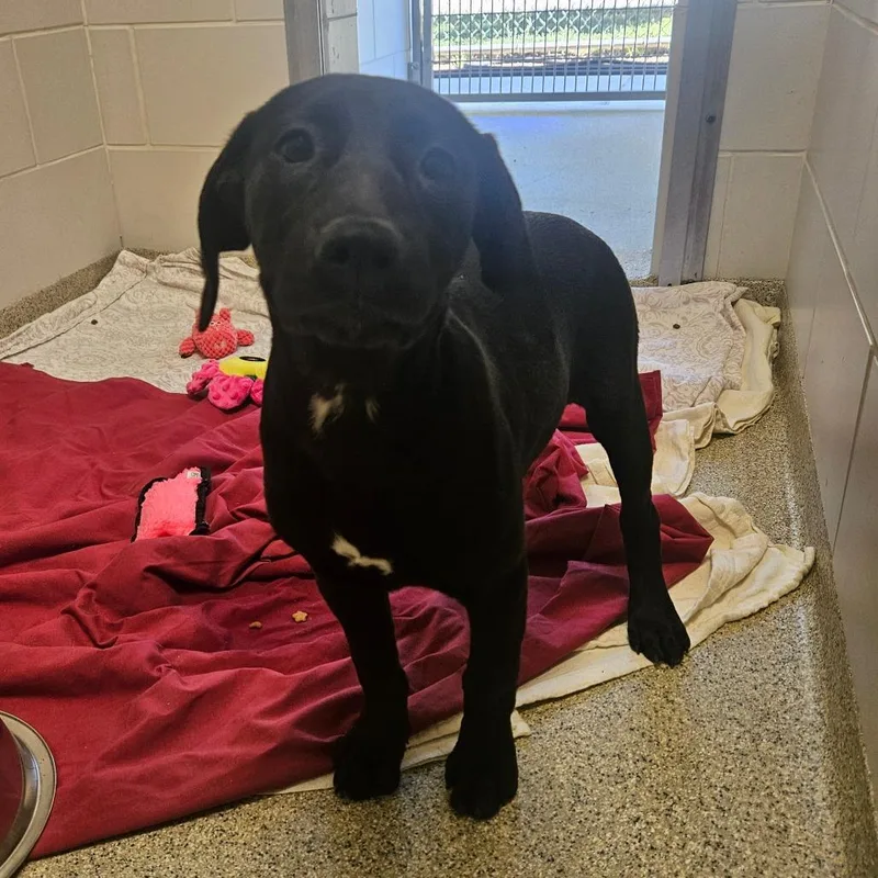 A baby small-sized female Black Mixed Breed dog named Miss Pickles for adoption in Gloucester, VA