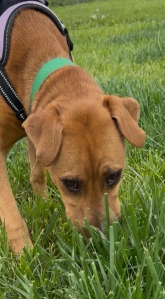 Scrappy Doo thumbnail 5