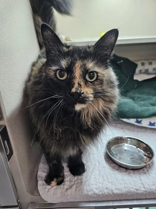 An adult medium-sized female Tortoiseshell cat named Jenna for adoption in Quincy, CA