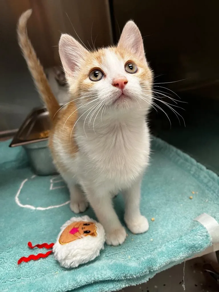 A baby medium-sized male Domestic Short Hair cat named Godric for adoption in Logan, UT