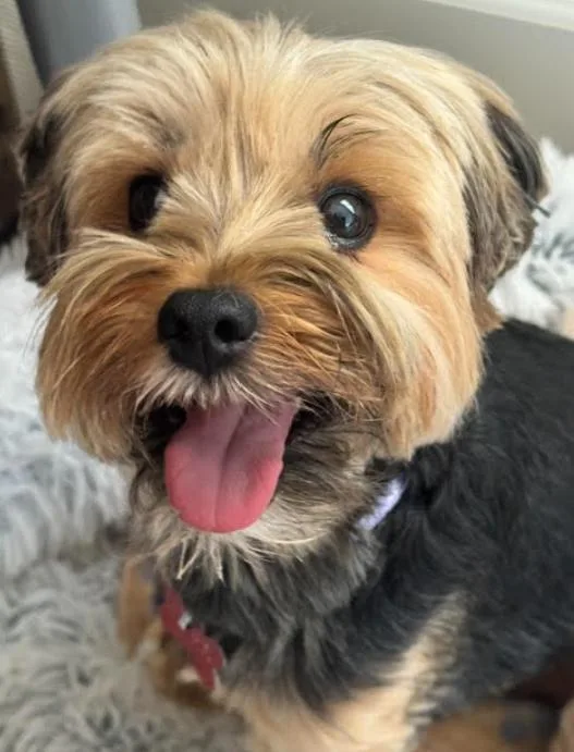 An adult small-sized female Yorkshire Terrier dog named Pepper for adoption in San Diego, CA