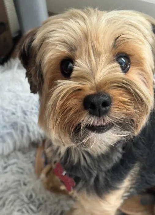 Pepper thumbnail 3