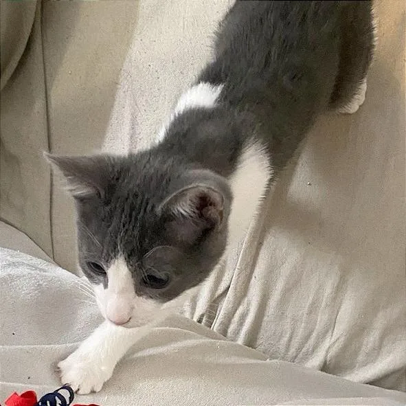 A baby small-sized male Gray / Blue / Silver Domestic Short Hair cat named BamBam for adoption in Pleasant Hill, CA