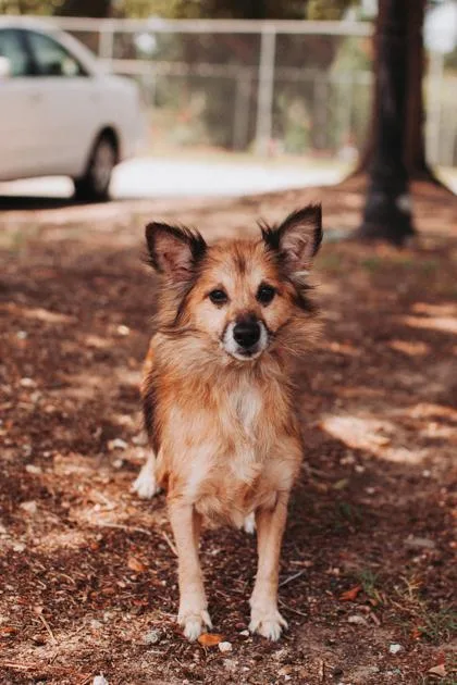 An adult small-sized female Pomeranian dog named A Roz for adoption in North Charleston, SC