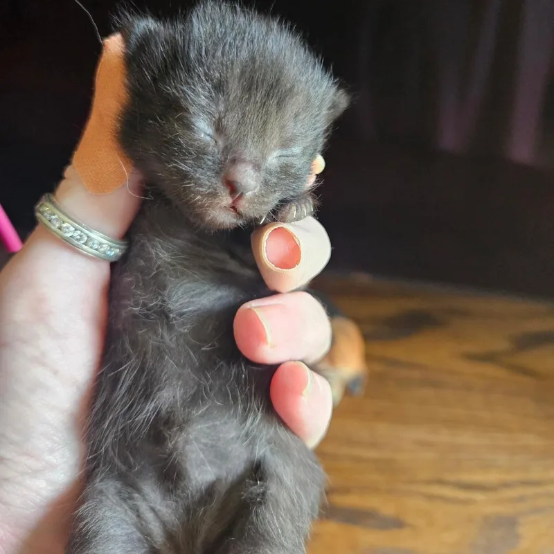 A baby small-sized female Black Domestic Short Hair cat named Justice for adoption in Waldorf, MD