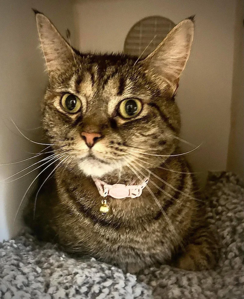 An adult medium-sized female Domestic Short Hair cat named Ronnie for adoption in Gettysburg, PA