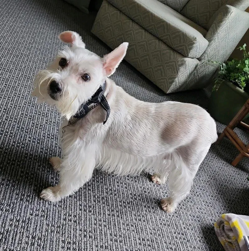 A senior small-sized male Schnauzer dog named Happy for adoption in Hot Springs Village, AR
