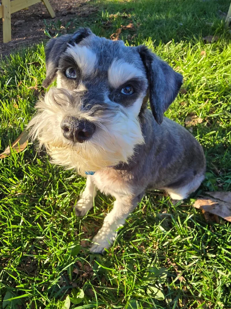 A senior small-sized female Gray / Blue / Silver Schnauzer dog named Marley for adoption in Salem, OR