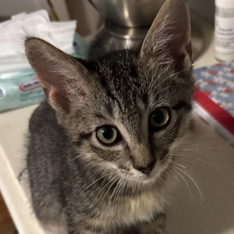 A baby small-sized male Tabby (Buff / Tan / Fawn) Domestic Short Hair cat named Swiss for adoption in Bentonville, AR
