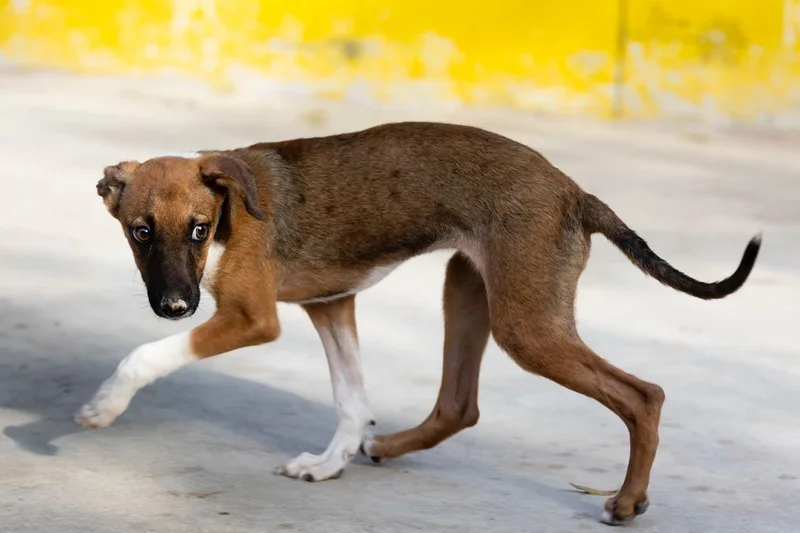 A young medium-sized male Whippet dog named Socks for adoption in New York, NY