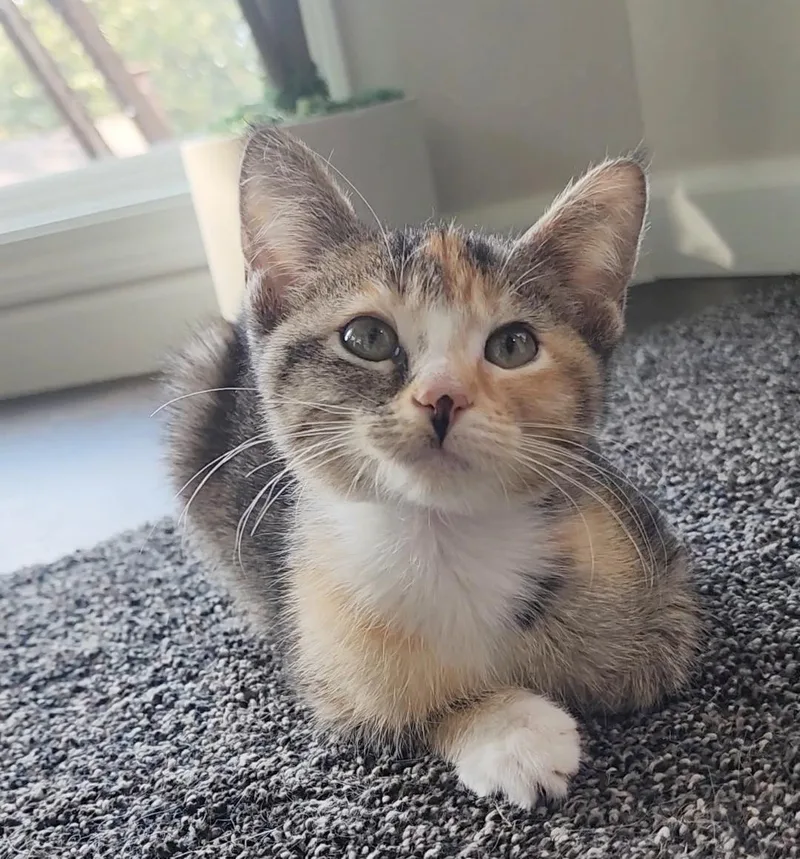 A baby medium-sized female Torbie cat named Daiquiri for adoption in Parkville, MO