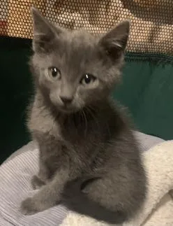 A baby small-sized male Gray / Blue / Silver Domestic Short Hair cat named Manny for adoption in Turnersville, NJ