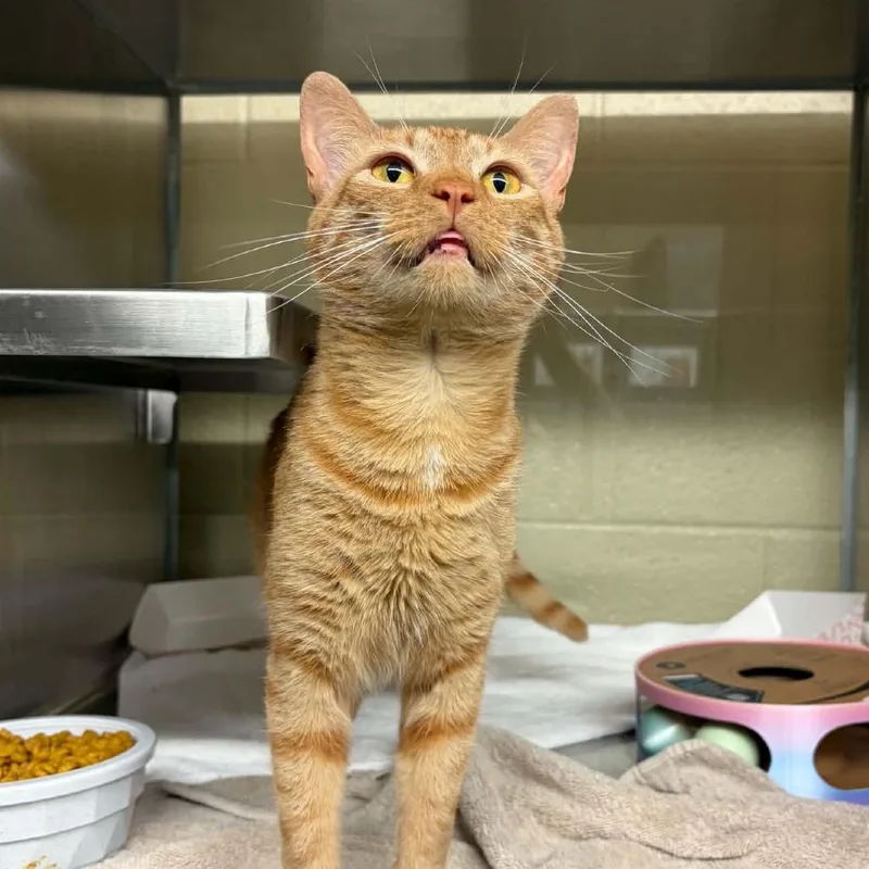 An adult medium-sized male Orange / Red Domestic Short Hair cat named Hunter for adoption in Concord, NC