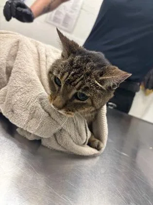 A senior small-sized female Domestic Short Hair cat named Jazz for adoption in Seattle, WA