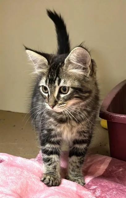 A baby medium-sized female Domestic Long Hair cat named Skye for adoption in Dedham, MA