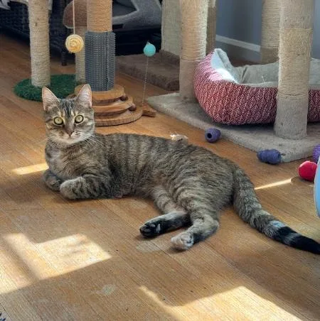 An adult medium-sized female Tabby (Brown / Chocolate) Domestic Short Hair cat named Opal for adoption in Indianapolis, IN