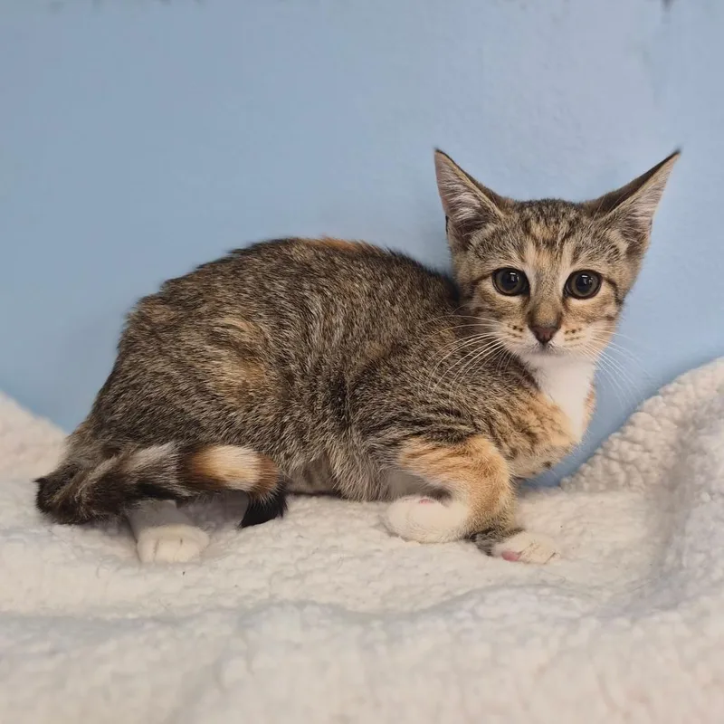 A baby small-sized female Torbie Domestic Short Hair cat named Lily for adoption in Wahiawa, HI