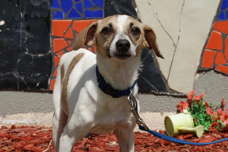An adult small-sized male Chihuahua dog named Dwight for adoption in Miami, FL