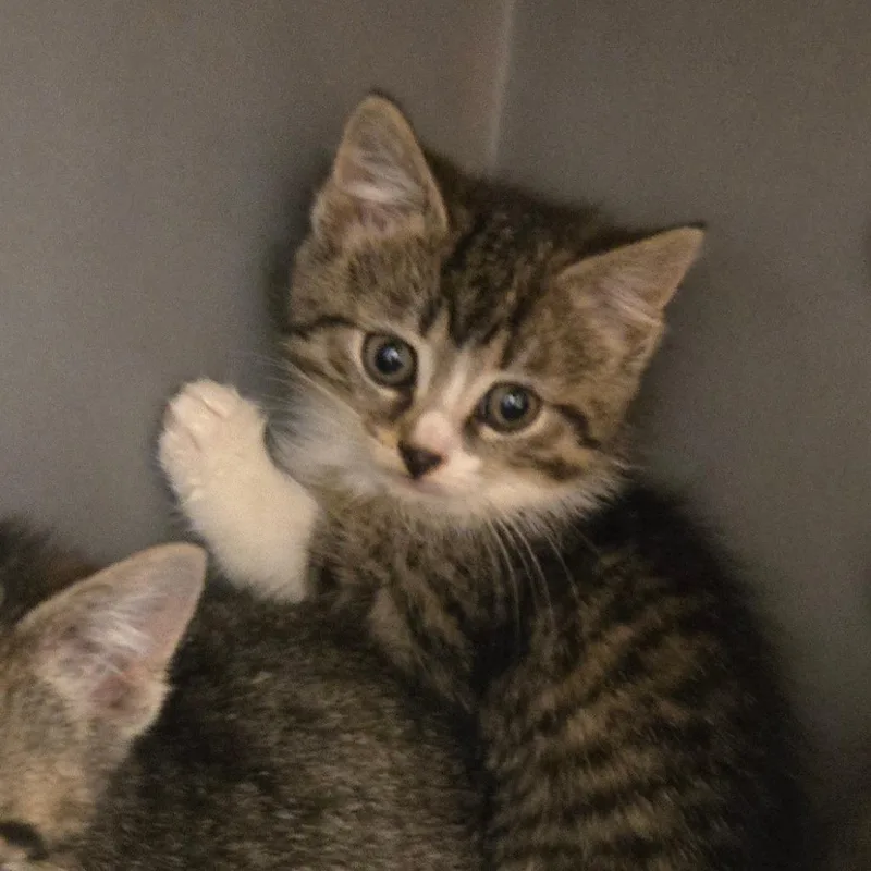 A baby small-sized female Brown / Chocolate Domestic Short Hair cat named Marigold for adoption in Waukesha, WI