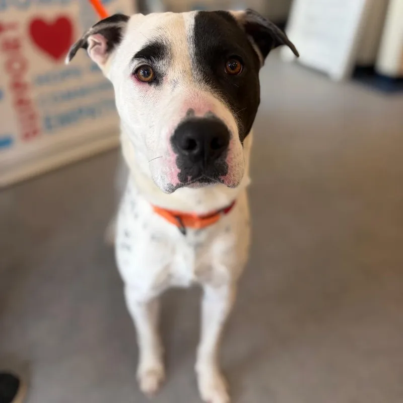 A young medium-sized male White / Cream Dalmatian dog named Astro for adoption in Morrisville, VT