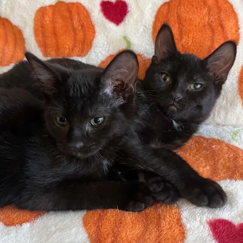 A baby medium-sized male Black Bombay cat named Otto and Owen for adoption in Wyandotte, MI