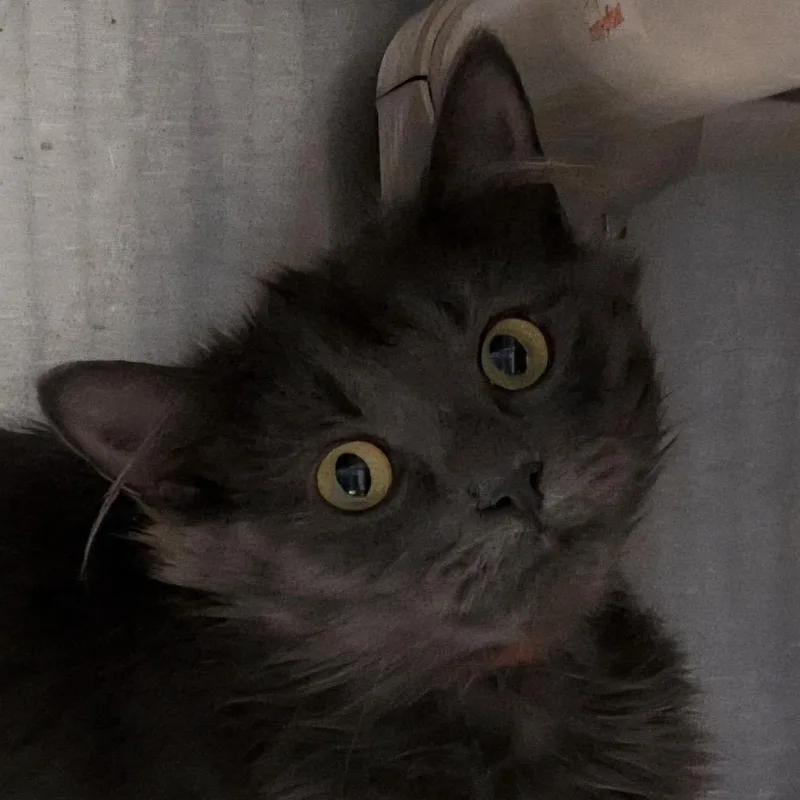 A young medium-sized female Domestic Long Hair cat named Javadi for adoption in Oak Park, IL