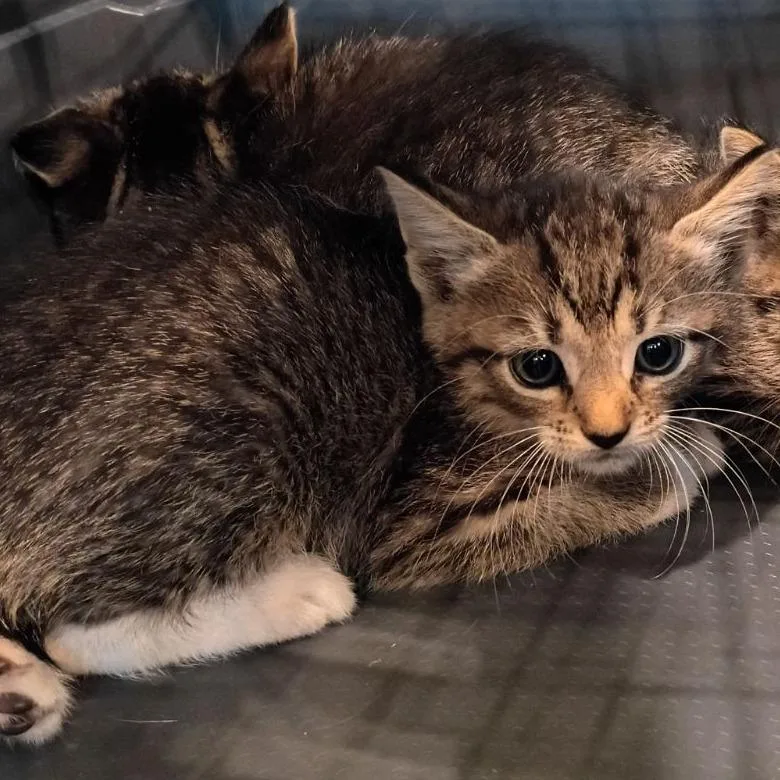 A baby small-sized female Brown / Chocolate Domestic Short Hair cat named Charcuterie for adoption in Lynchburg, VA