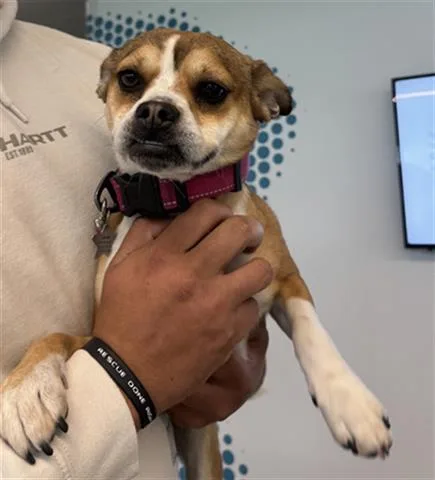 A young small-sized female Terrier dog named Canela for adoption in San Martin, CA