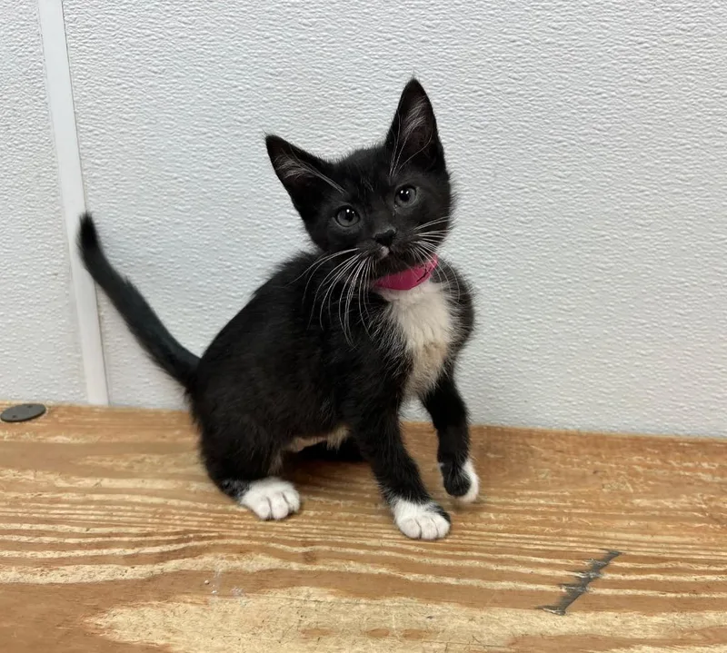A baby small-sized female Domestic Short Hair cat named Ivy for adoption in Washington Court House, OH