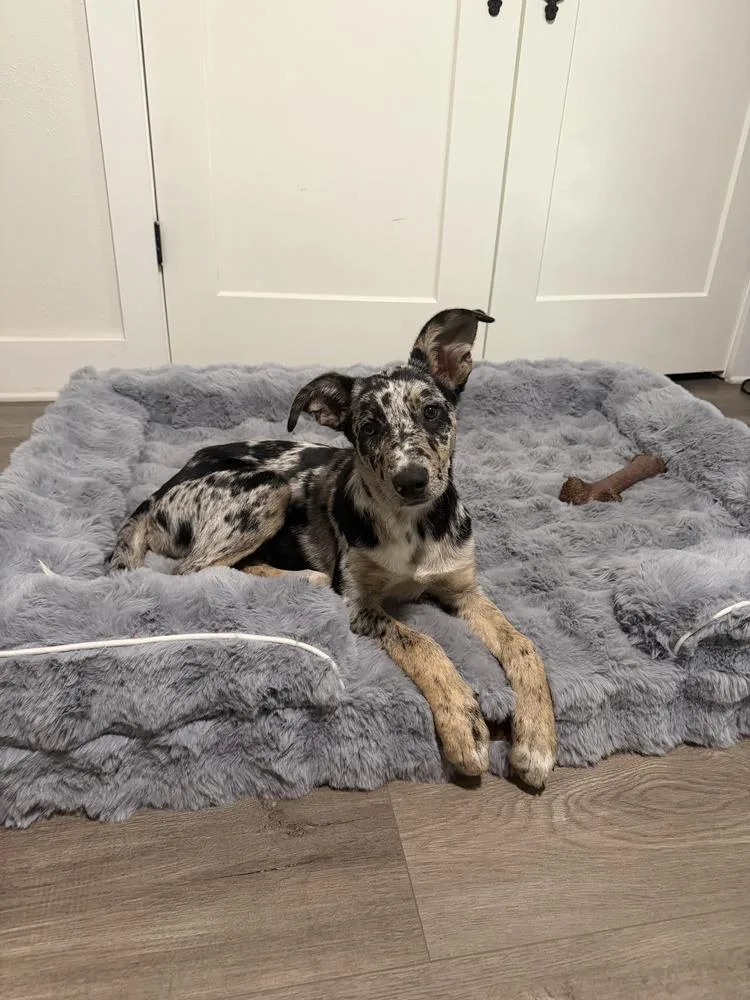 A baby medium-sized female Catahoula Leopard Dog dog named Indy A for adoption in Silsbee, TX