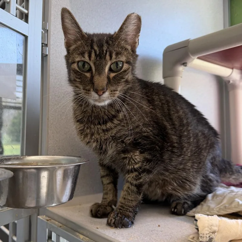 A senior large-sized male Domestic Short Hair cat named Bobby for adoption in Normal, IL