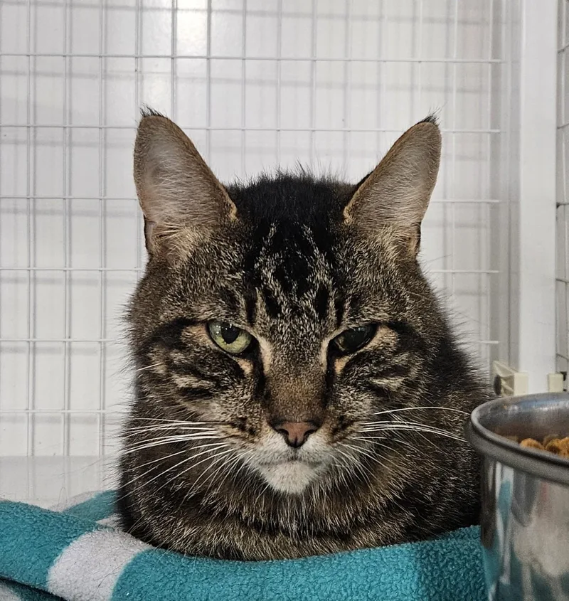 A senior medium-sized male Domestic Medium Hair cat named Puzzle for adoption in Claremont, NH