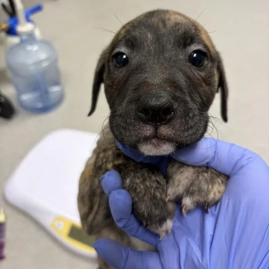 A baby small-sized female Brindle Mixed Breed dog named Poe for adoption in Chattanooga, TN